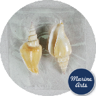 8992-P8 - Shell Craft - Stalagmite Conch Shells (2 Shell Pack)